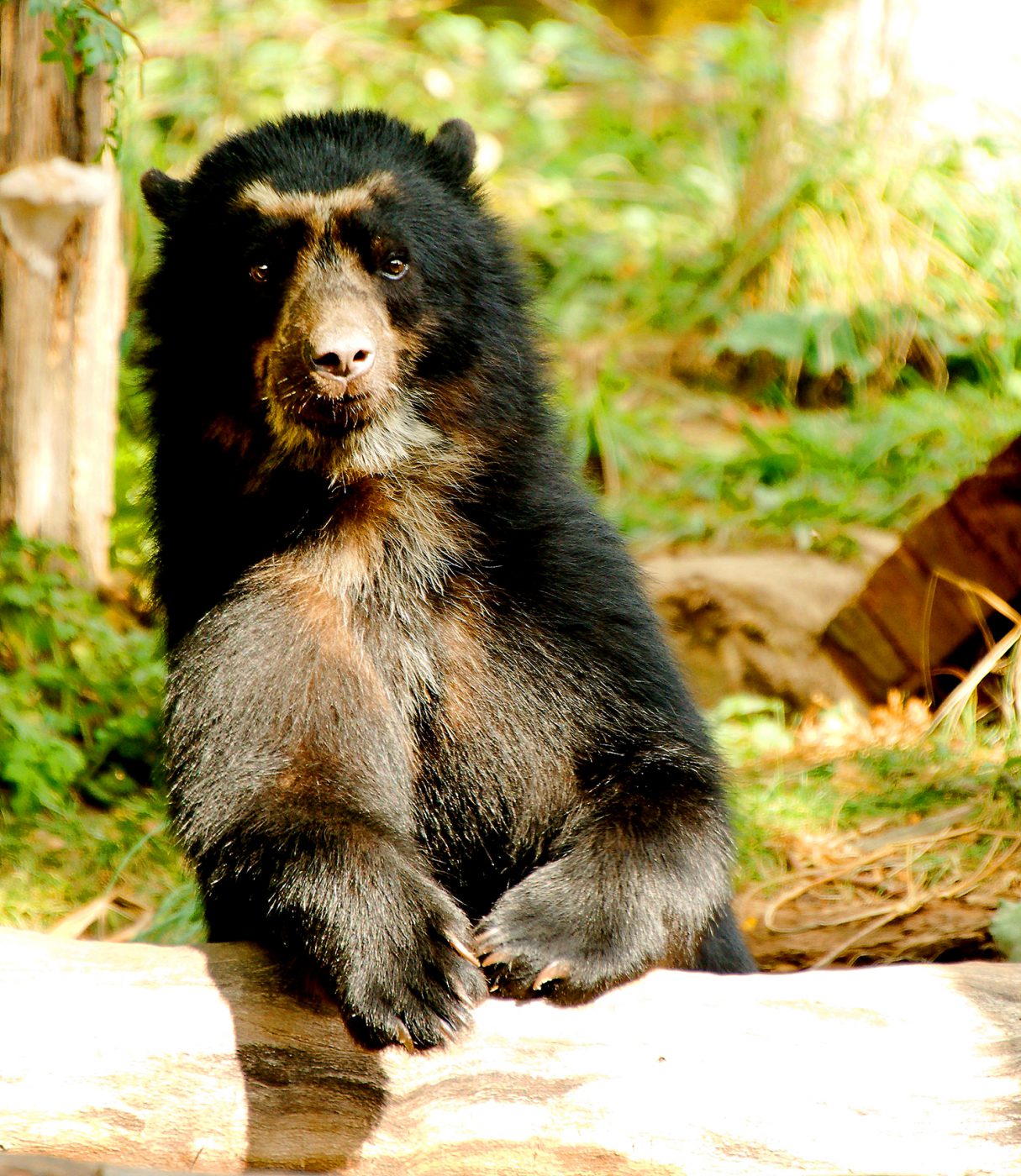 Oso Andino o de anteojos