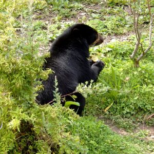 Oso Andino