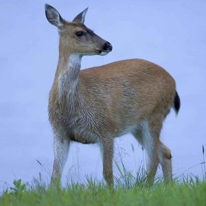 Venado Colablanca