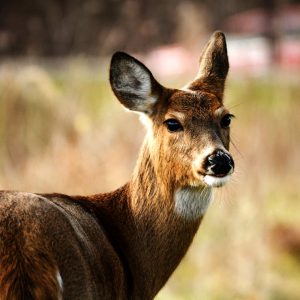 Venado Colablanca