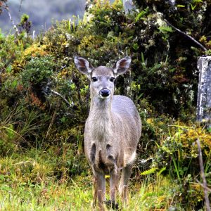 Venado Colablanca