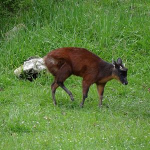 Venado Conejo