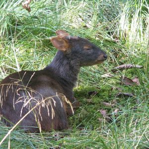 Venado Conejo