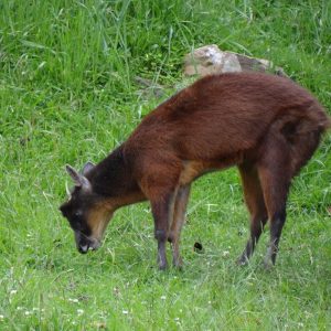 Venado Conejo