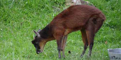 Venado Conejo