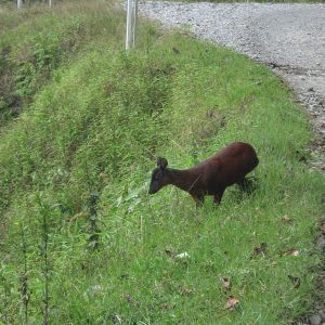 Venado Conejo