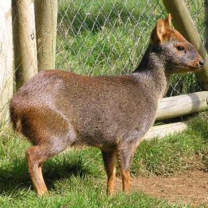 Venado Conejo