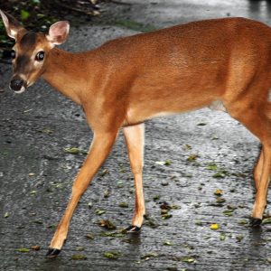 Venado de Páramo