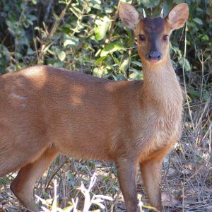 Venado de Páramo