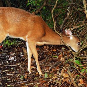 Venado de Páramo