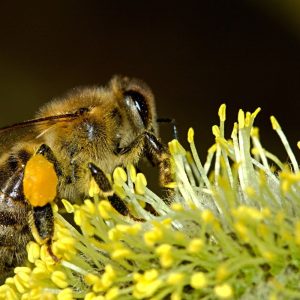 Abejas