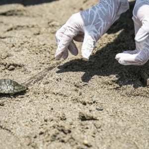 Tortuga de río