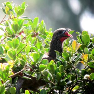 Guacharaca Caribena