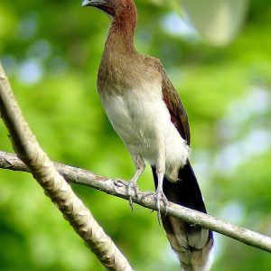 Guacharaca Caribena