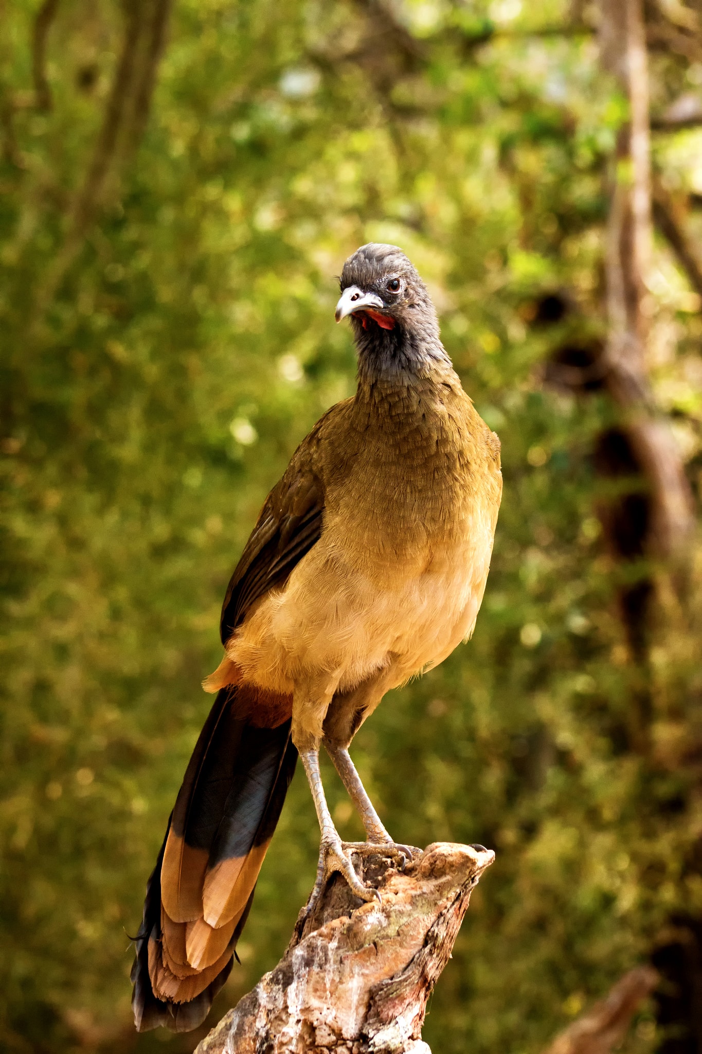 Aves: Paujil Pico Azul - Guacharaca Caribeña ¡Protégelas! - Animalbank