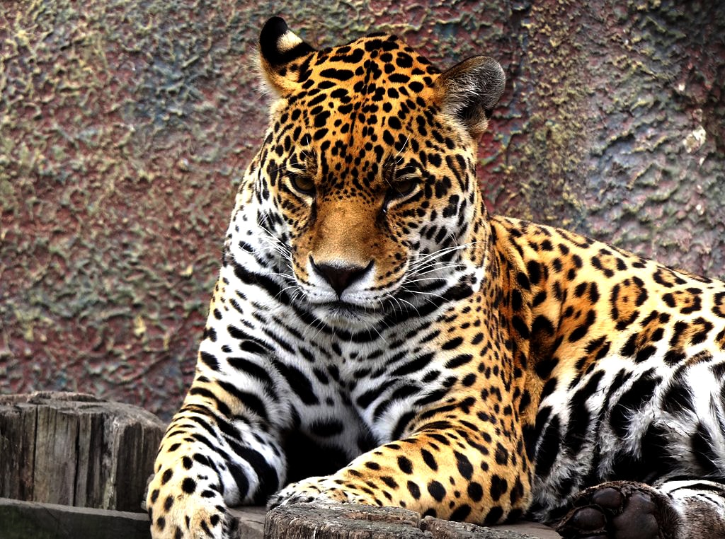 Felinos Jaguar Animal Bank