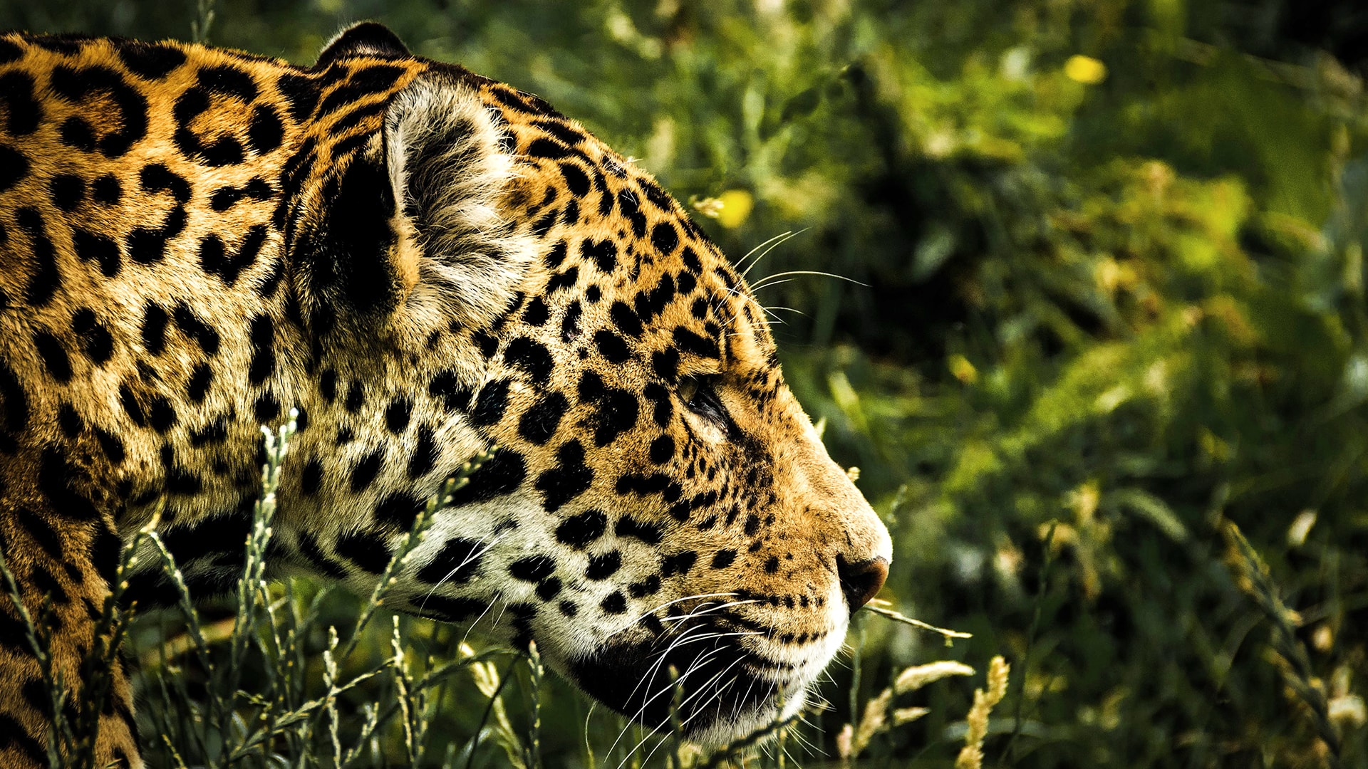 Felinos: Jaguar y Puma - Animalbank ¡Contribuye a su conservación!
