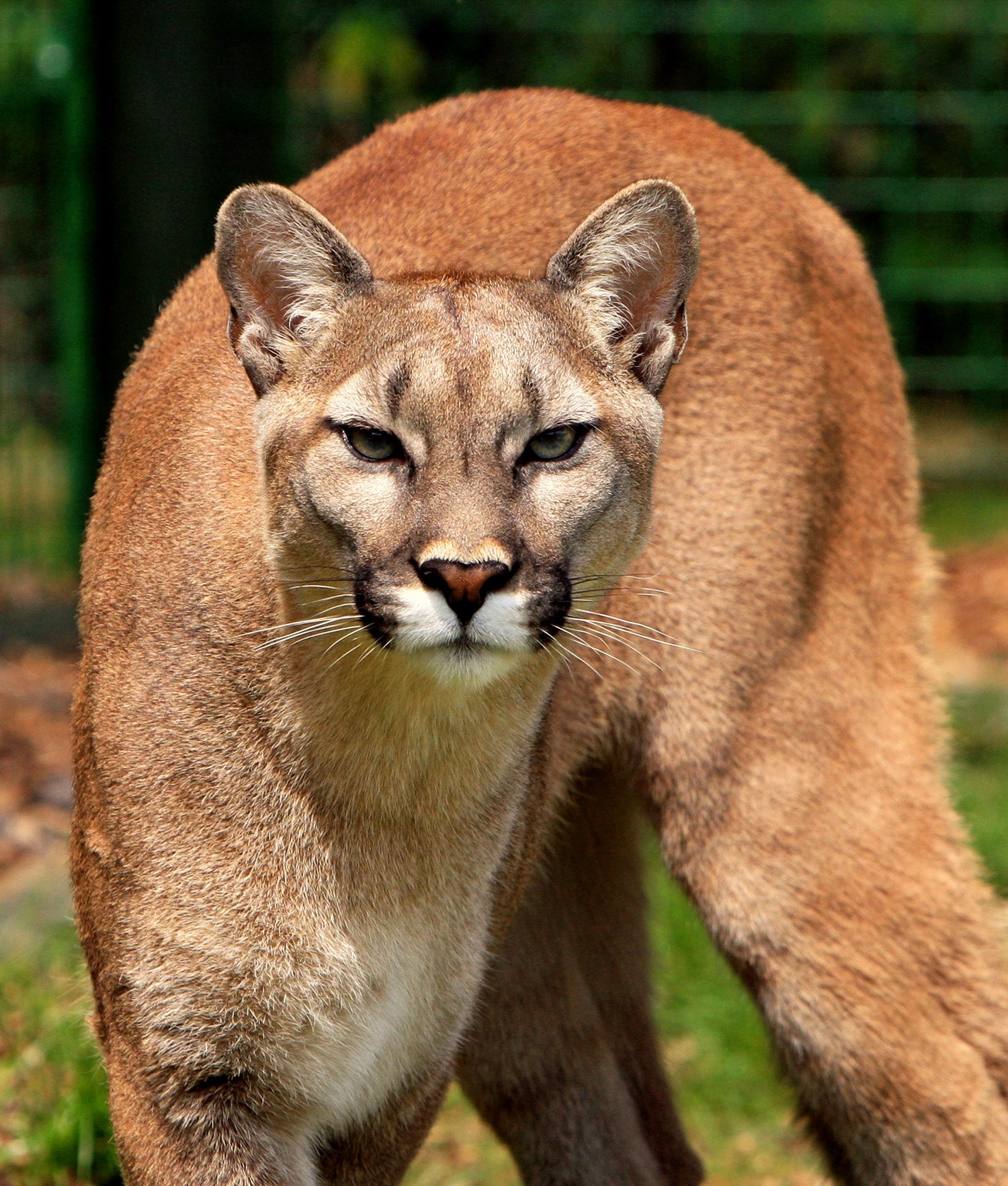 Felinos: Jaguar y Puma - Animalbank ¡Contribuye a su conservación!