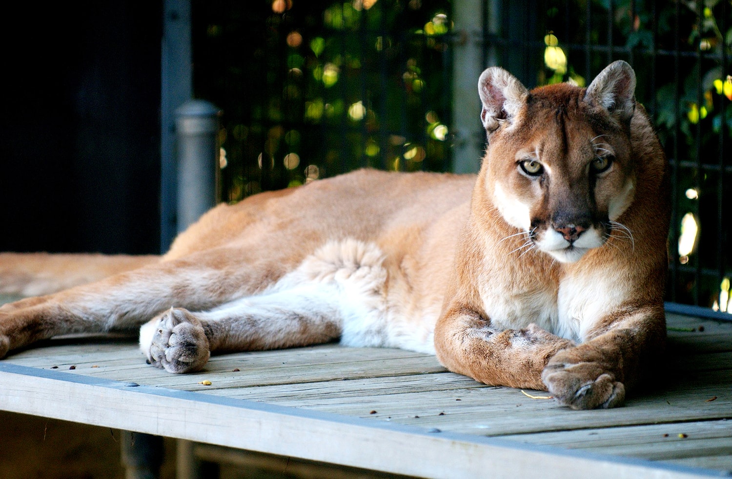 Felinos: jaguar y puma Animalbank ¡Contribuye su conservación!