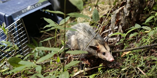 Monitoreo de fauna