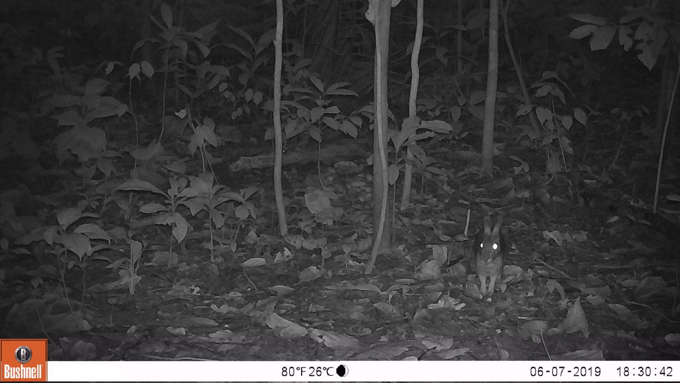 Conejo Silvestre - Animal Bank - Fototrampeo