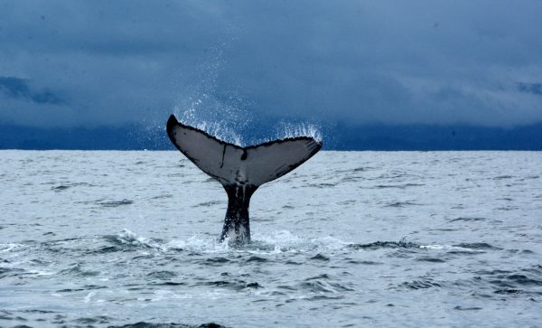 Ballenas Jorobadas