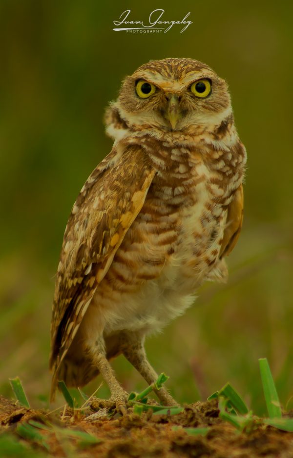 Aves rapaces