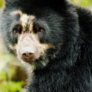 Oso andino o de anteojos