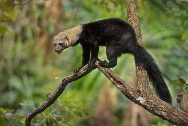 Tayra