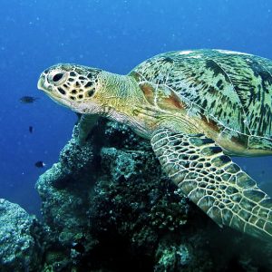 Tortugas Marinas