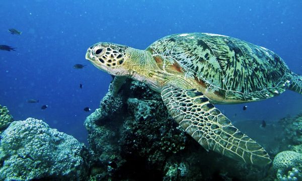 Tortugas Marinas