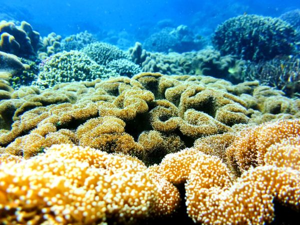 Corales