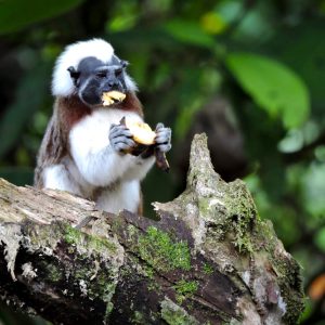 Tierra con Propósito en Necoclí, Antioquia | Mono tití cabeciblanco